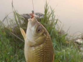 夏季夜晚钓鲫鱼的十大技巧（掌握这十条技巧）