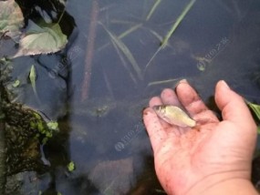 野生鱼池塘垂钓的技巧与方法（掌握垂钓技巧）