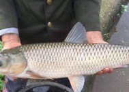 小麦野钓技巧详解（掌握小麦野钓的必备技巧）