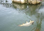 探寻野芦苇沟的钓鱼技巧（发掘钓鱼技巧）