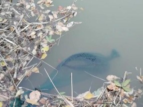 野河走水钓红尾鱼的绝佳技巧（技巧独家揭秘）