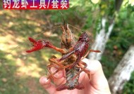 钓鱼技巧-以龙虾肉为诱饵（提高钓鱼成功率的关键技巧）