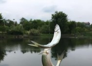 解密夏日钓鱼不上钩的技巧（夏天钓鱼不上钩的原因及应对方法）