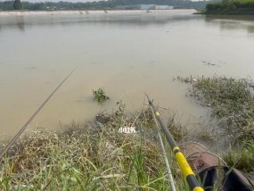 水库浮漂钓鱼技巧（掌握技巧）