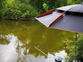 夏天半野塘钓鲤鱼技巧（夏日荷塘垂钓鲤鱼大丰收）