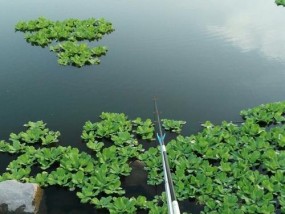 小型浮漂钓鲤鱼技巧（提升成功率的实用经验分享）