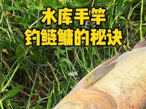 水库手竿垂钓鲢鳙的技巧与方法（提高钓鲢鳙成功率的实用经验）