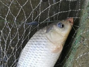 天天垂钓，钓锦鲤的技巧大揭秘（轻松掌握的鲤鱼钓技）