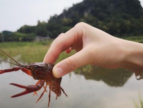 钓鱼技巧大揭秘（以龙虾为武器）