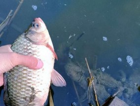 冬季雪天钓鱼的技巧与饵料选择（提高冬季雪天钓鱼成功率的实用技巧和饵料选择）