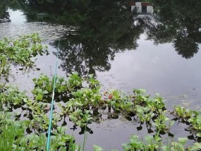 蚯蚓野塘钓鲫鱼的技巧与方法（掌握蚯蚓野塘钓鲫鱼的必备技巧与方法）