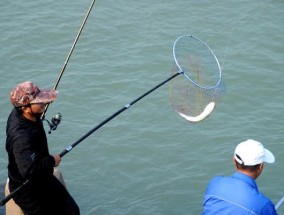 海竿钓野生鲤鱼的技巧和方法（提升钓鲤技术）