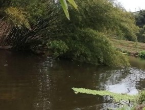 夏天草洞钓鱼的技巧与方法（享受夏日钓鱼乐趣的秘籍与实用技巧）