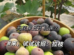 无花果钓鱼技巧教程（秘密武器助你成为钓鱼高手）