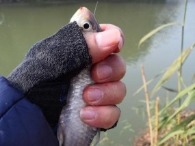 野钓滑漂钓鲤鱼技巧（掌握这个关键）