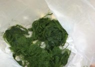 以青苔钓鱼的技巧与做法（探秘青苔钓鱼的窍门和实用方法）