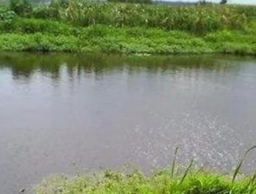 夏季雨天野钓鲫鱼的技巧与方法（雨水季节钓鲫鱼的黄金时间）