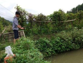 农村收费鱼塘钓鱼技巧（掌握技巧）