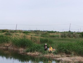 芦苇钓鱼技巧教学（体验自然乐趣）