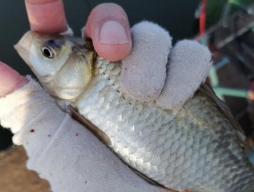 流水蚯蚓钓鱼的正确方法与技巧（轻松掌握钓鱼技巧）