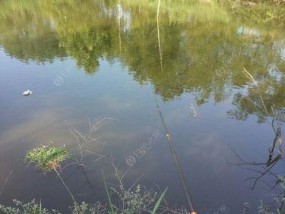 探秘野塘水怪的鲢鳙鱼钓鱼技巧（揭秘钓鲢鳙鱼的绝密技巧）