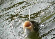 大型野水库钓鲢鳙技巧（揭秘钓鲢鳙的高效技巧）