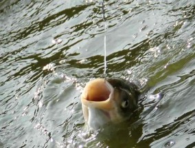 大型野水库钓鲢鳙技巧（揭秘钓鲢鳙的高效技巧）