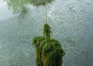 野外水草钓鱼技巧法（探索水中世界）