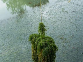 野外水草钓鱼技巧法（探索水中世界）