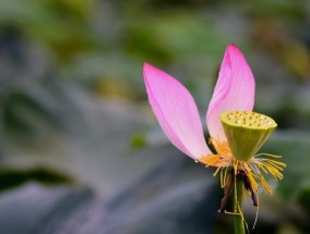 荷花钓大鲫鱼的高效技巧（掌握这一关键技巧）