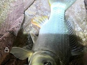 夏季夜钓草鱼鲤鱼技巧（夜钓技巧帮你轻松钓到草鱼鲤鱼）