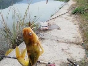 盛夏高温钓鱼技巧大揭秘（钓鱼高手分享的盛夏高温钓鱼经验）