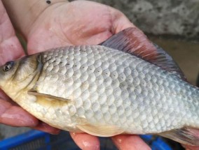 夏季野外垂钓鲫鱼技巧（掌握正确技巧）