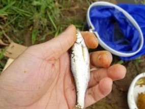 流水小溪钓鱼技巧（掌握流水小溪钓鱼技巧）