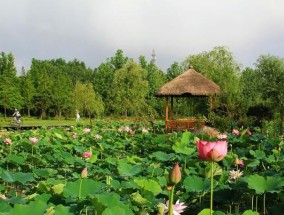 野荷花池钓金鱼的技巧与经验（揭秘野荷花池中钓金鱼的窍门）