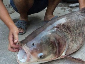 野外钓鲢鱼的顶级技巧（掌握钓鲢鱼的最佳方法）