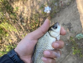 鲫鱼钓鱼技巧大揭秘（从选钓点到诱饵）