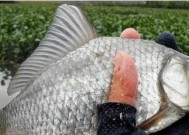 夏季野钓鲫鱼的饵料选择（钓鲫鱼饵料选择的技巧与经验分享）