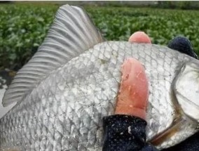 夏季野钓鲫鱼的饵料选择（钓鲫鱼饵料选择的技巧与经验分享）