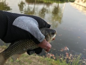 野钓调漂钓浮的技巧与方法（掌握调漂钓浮技巧提升野钓水平）