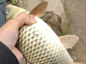 夏季最佳钓法，以野塘钓鱼技巧为主题（探索夏日钓鱼的乐趣）