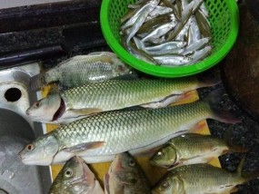 初夏手竿野钓白条技巧（初夏手竿野钓白条技巧，轻松钓到丰盛的白条鱼！）