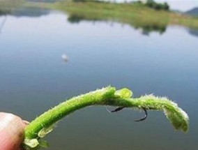 玩转野钓大草鱼（技巧与经验分享）