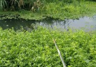 夏季野河草洞垂钓鲫鱼技巧（探寻夏季野河草洞垂钓鲫鱼的秘密）