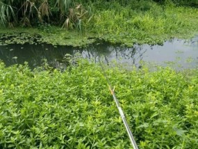 夏季野河草洞垂钓鲫鱼技巧（探寻夏季野河草洞垂钓鲫鱼的秘密）