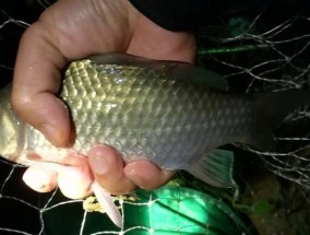 夜钓鲫鱼，掌握这几个技巧，不再空竿（成功夜钓鲫鱼的秘诀）