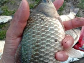 野外垂钓技巧之鲫鱼饵料的选择（提升钓鱼成功率的关键要素与技巧）