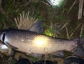 夏季夜钓串钩钓草鱼技巧（揭秘草鱼夏季夜钓的必备技巧）