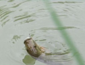 清水河钓鱼技巧教程（掌握清水河钓鱼的关键技巧）