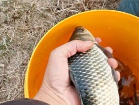 钓鲫鱼的高效技巧（藕塘野钓鲫鱼）